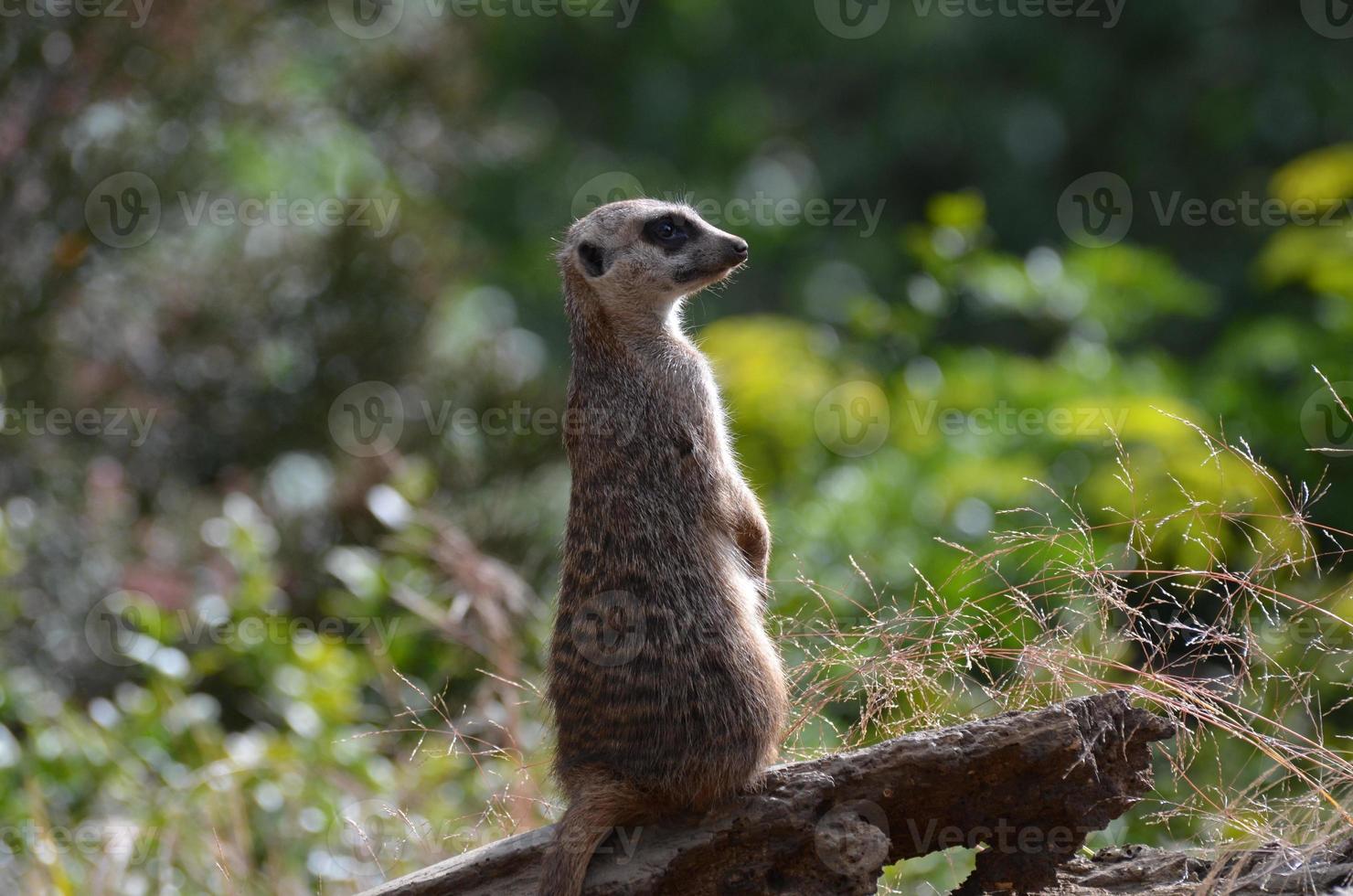 sentinelle suricate au garde-à-vous photo