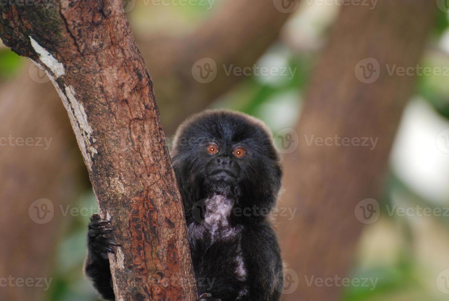 adorable singe goeldi dans un arbre photo