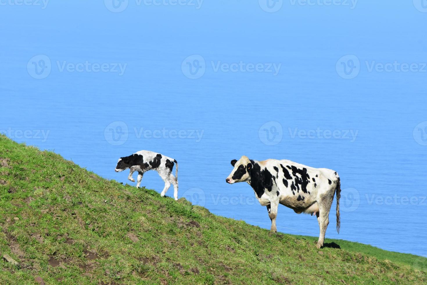 veau tacheté et vache marchant sur une colline photo