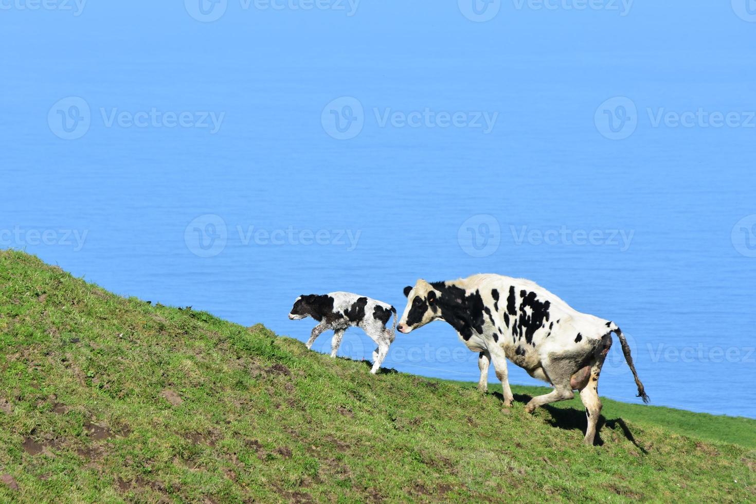 veau et vache tachetés de blanc et de noir photo