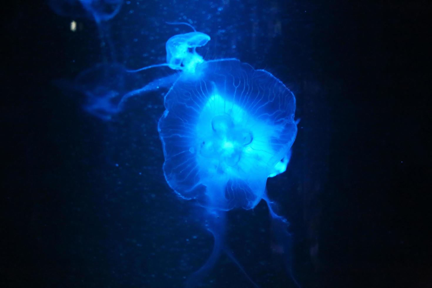 méduses dansant dans l'eau bleu foncé de l'océan. photo