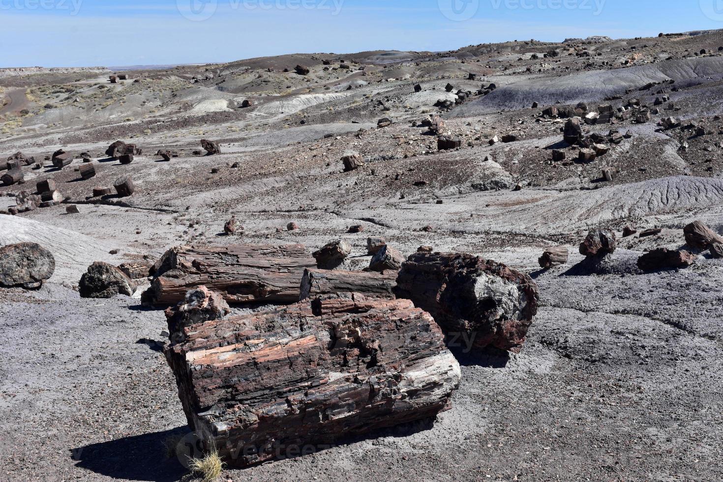 paysage de sable aride avec des morceaux de bois pétrifié préservé photo