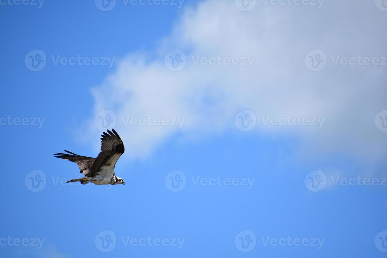 superbes marques sur les ailes d'un balbuzard pêcheur photo