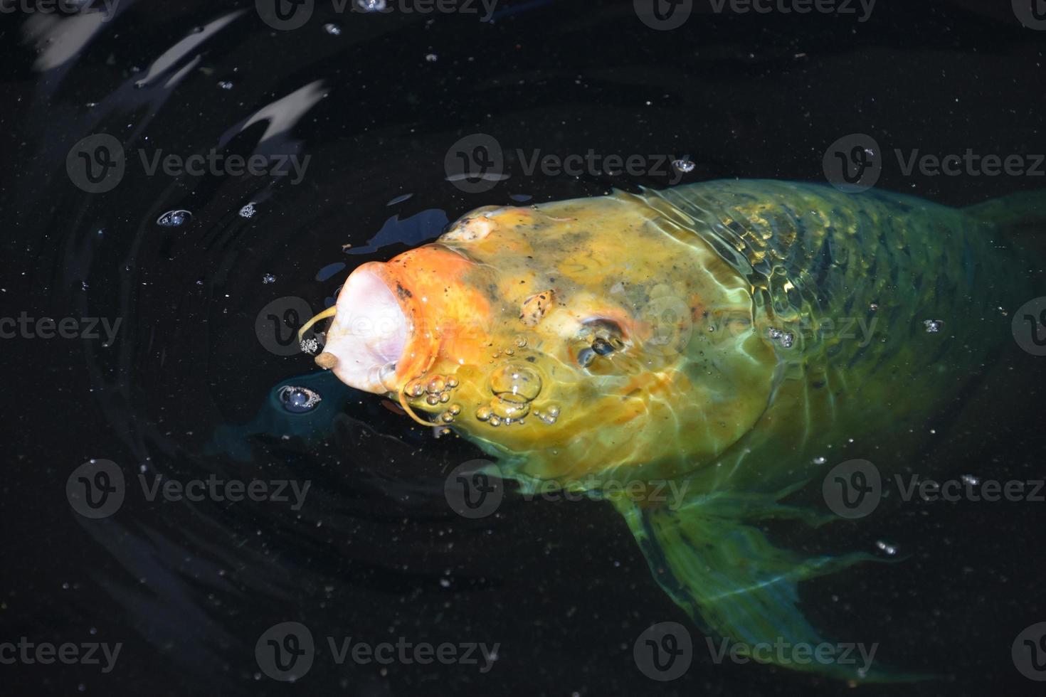 grand poisson koi mangeant dans un étang à poissons photo