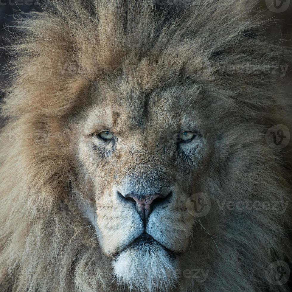 tête de lion mâle photo