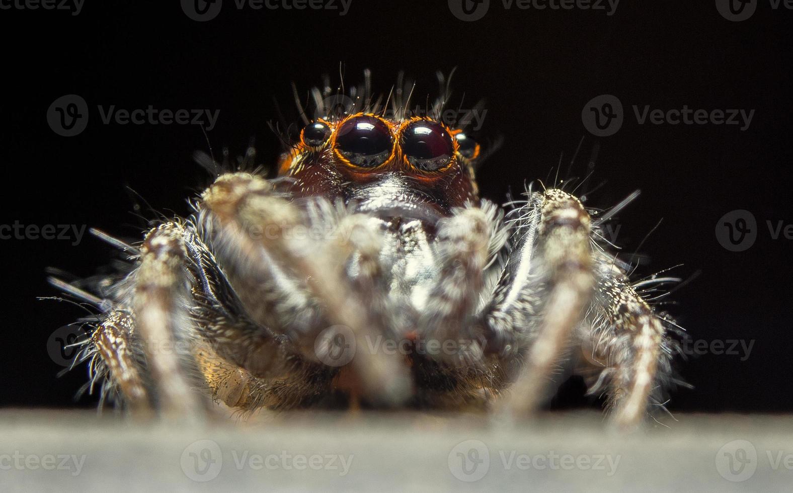Araignée sauteuse mâle (Thiodina hespera) photo
