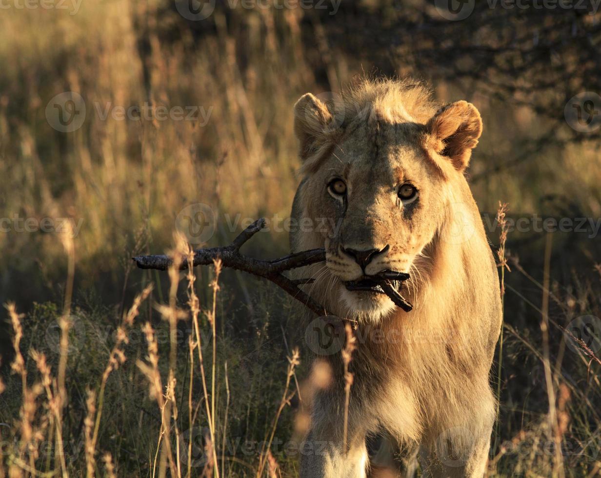 lion mâle ludique portant un bâton photo