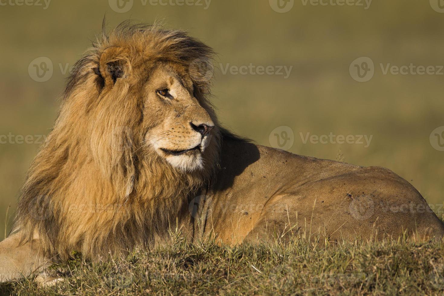 portrait, mâle, lion photo