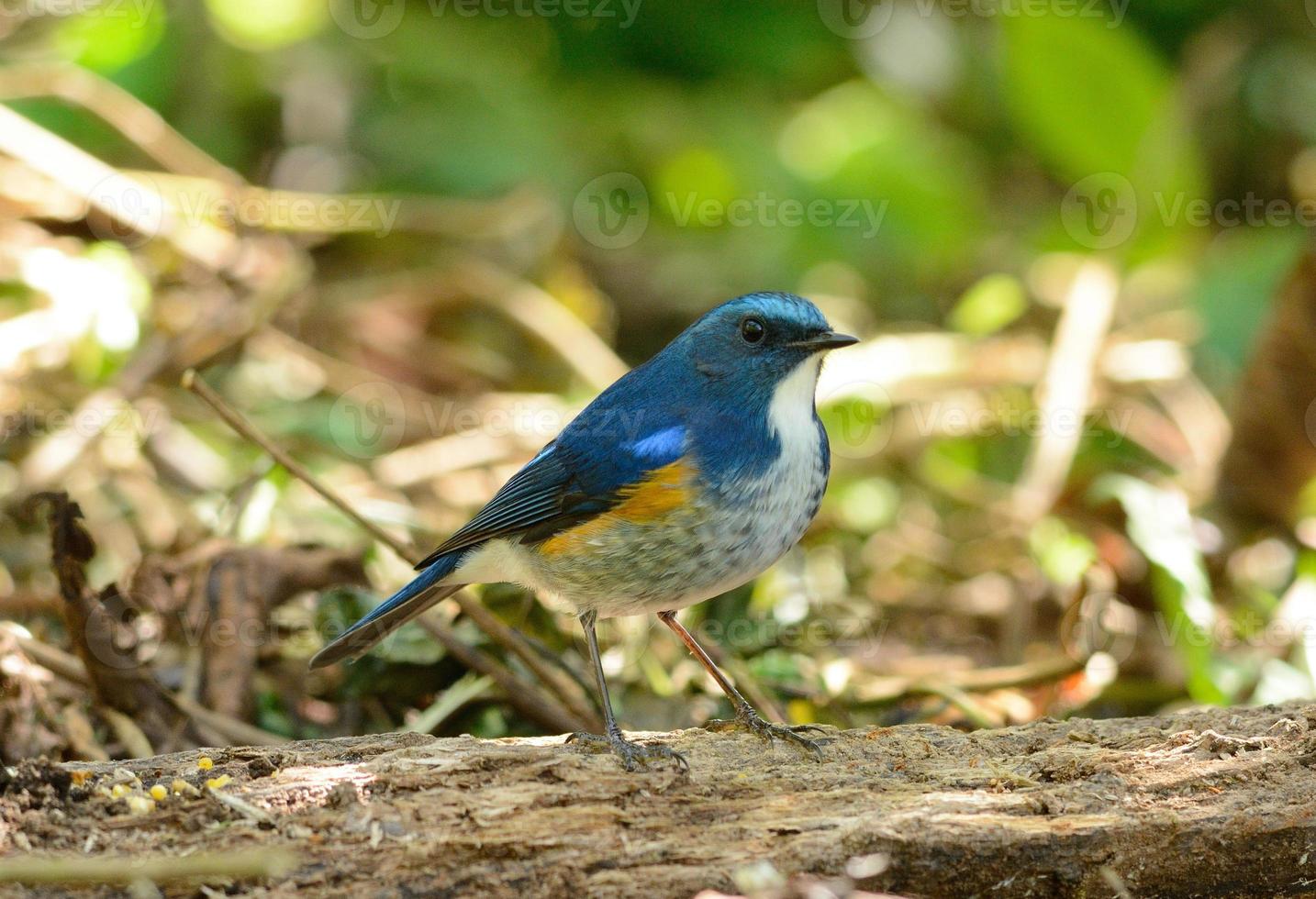 mâle bleu de l'Himalaya (tarsiger rufilatus) photo