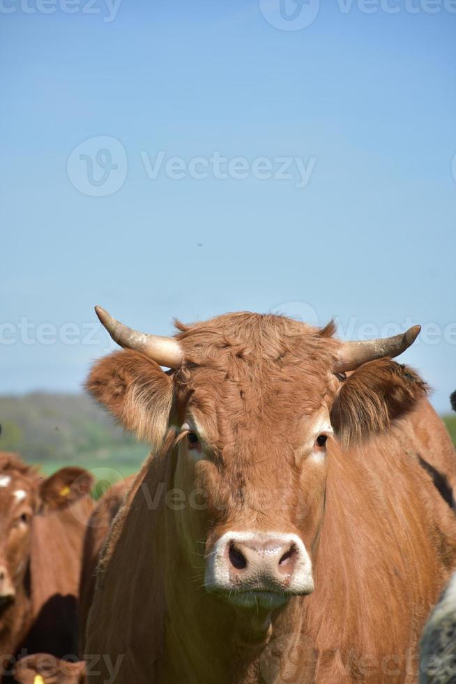 superbe regard sur le visage d'une magnifique vache brune photo