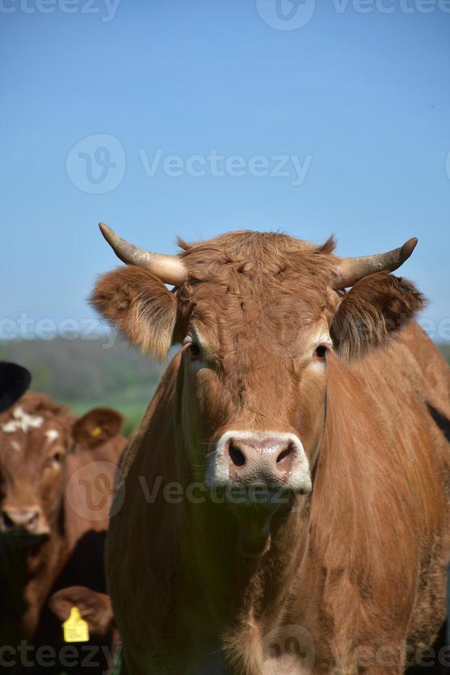 regardant directement dans le visage d'une vache avec des cornes photo