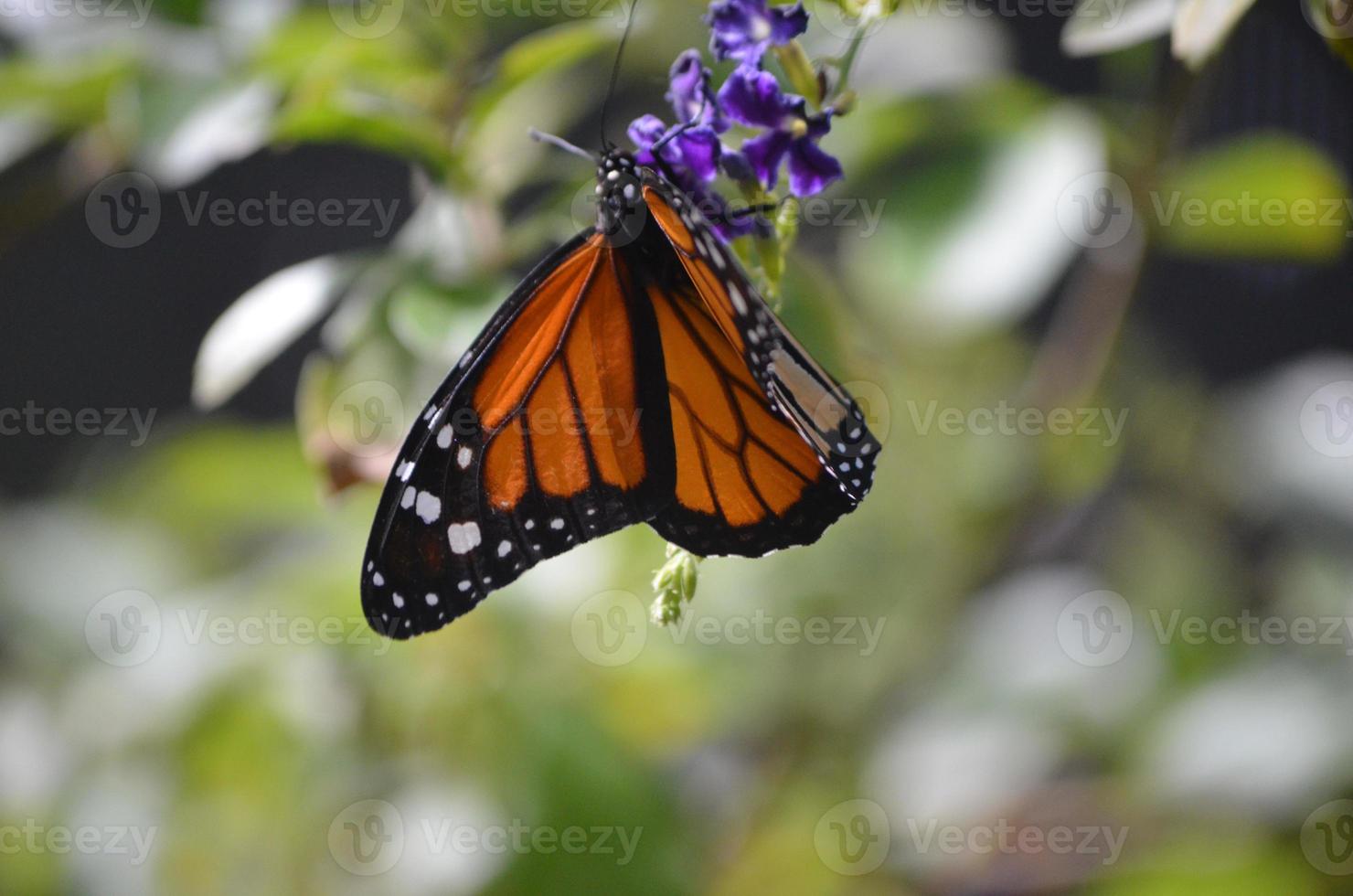 incroyable gros plan d'un beau papillon vice-roi photo