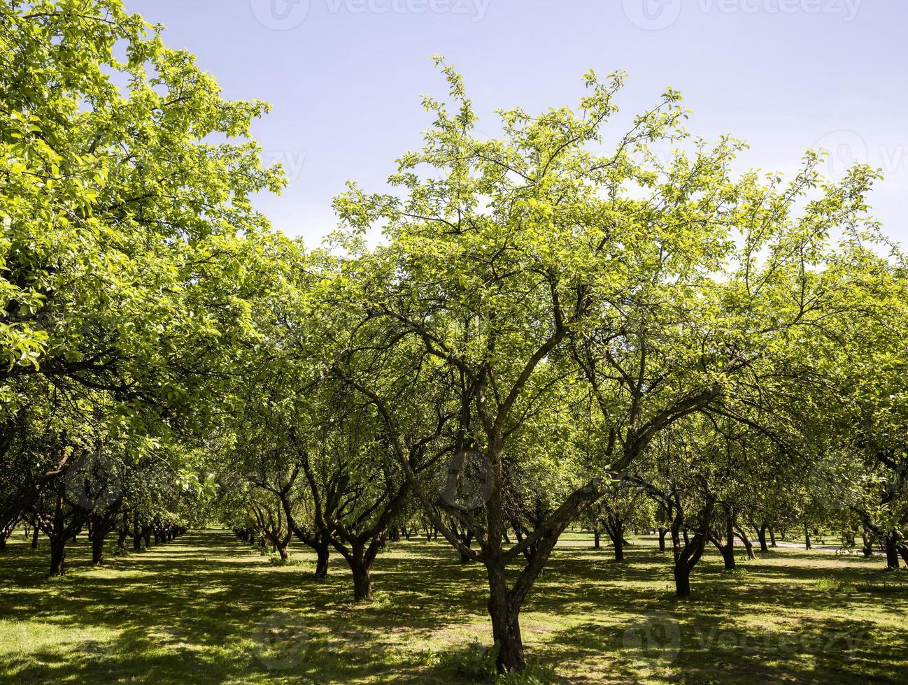 vraie nature, parc photo