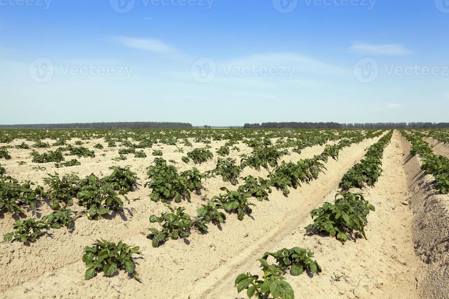 agriculture, champ de pommes de terre photo