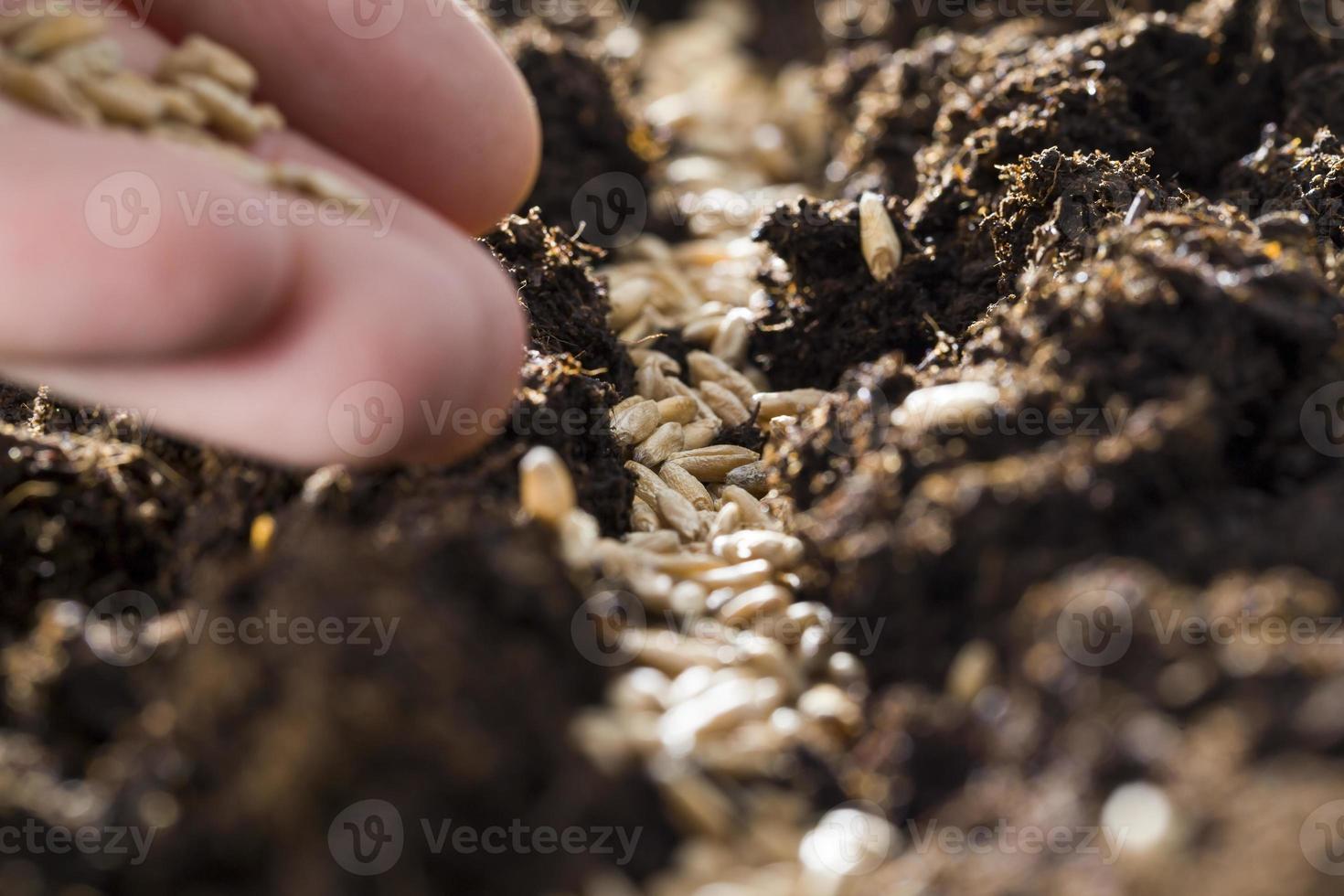 grain de seigle, gros plan photo