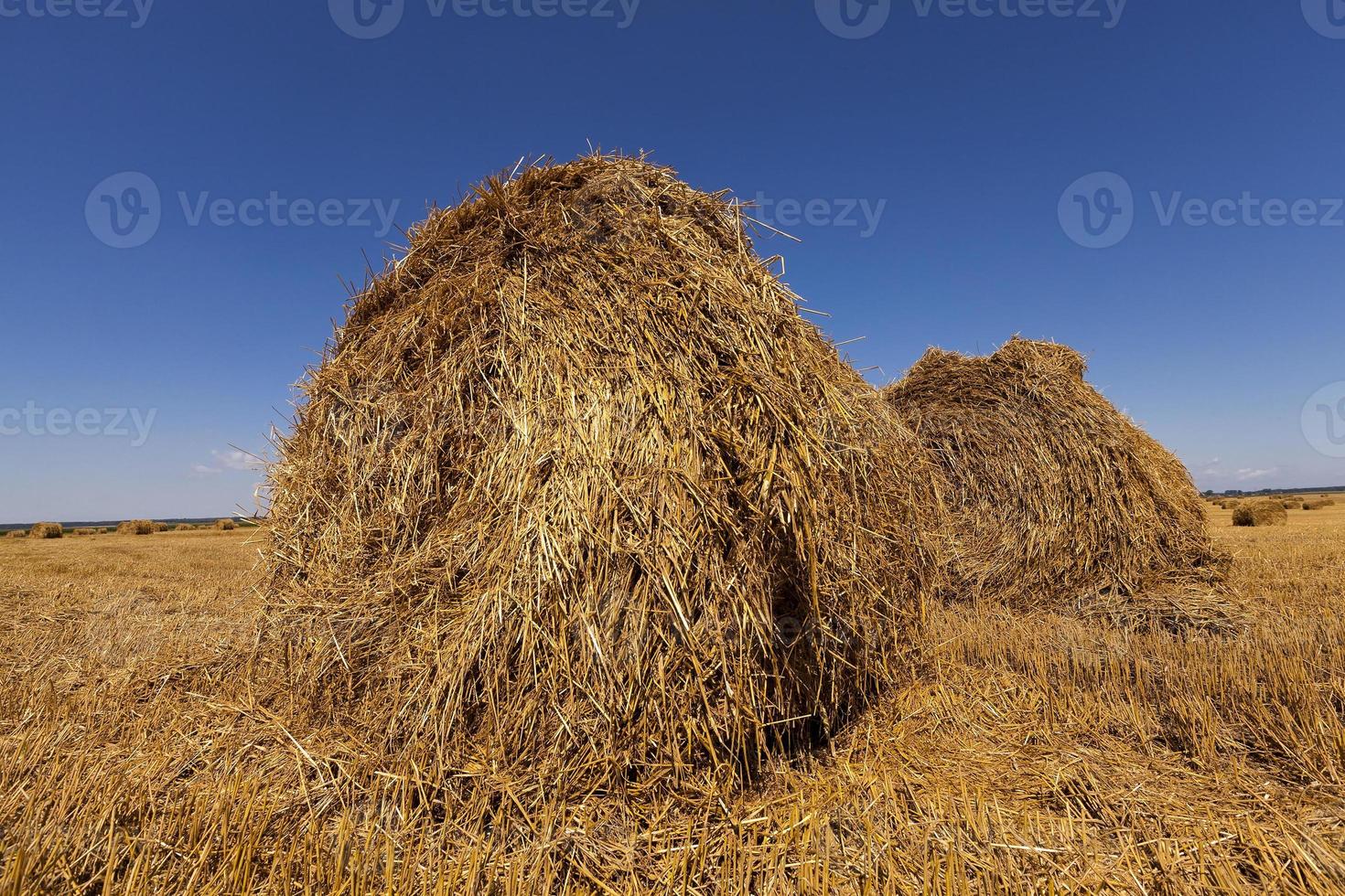 récolte de céréales photo