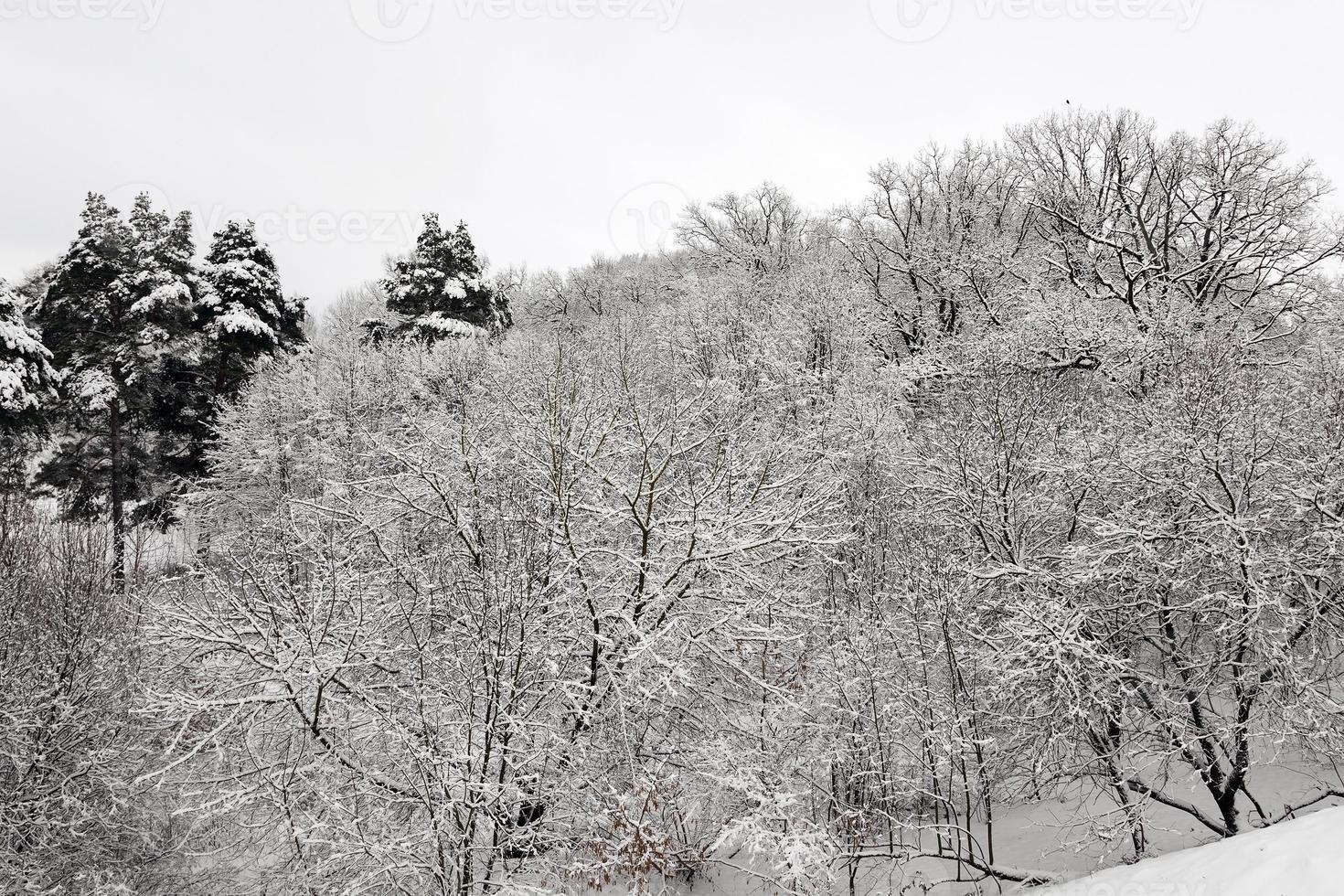 parc d'hiver avec de la neige. photo