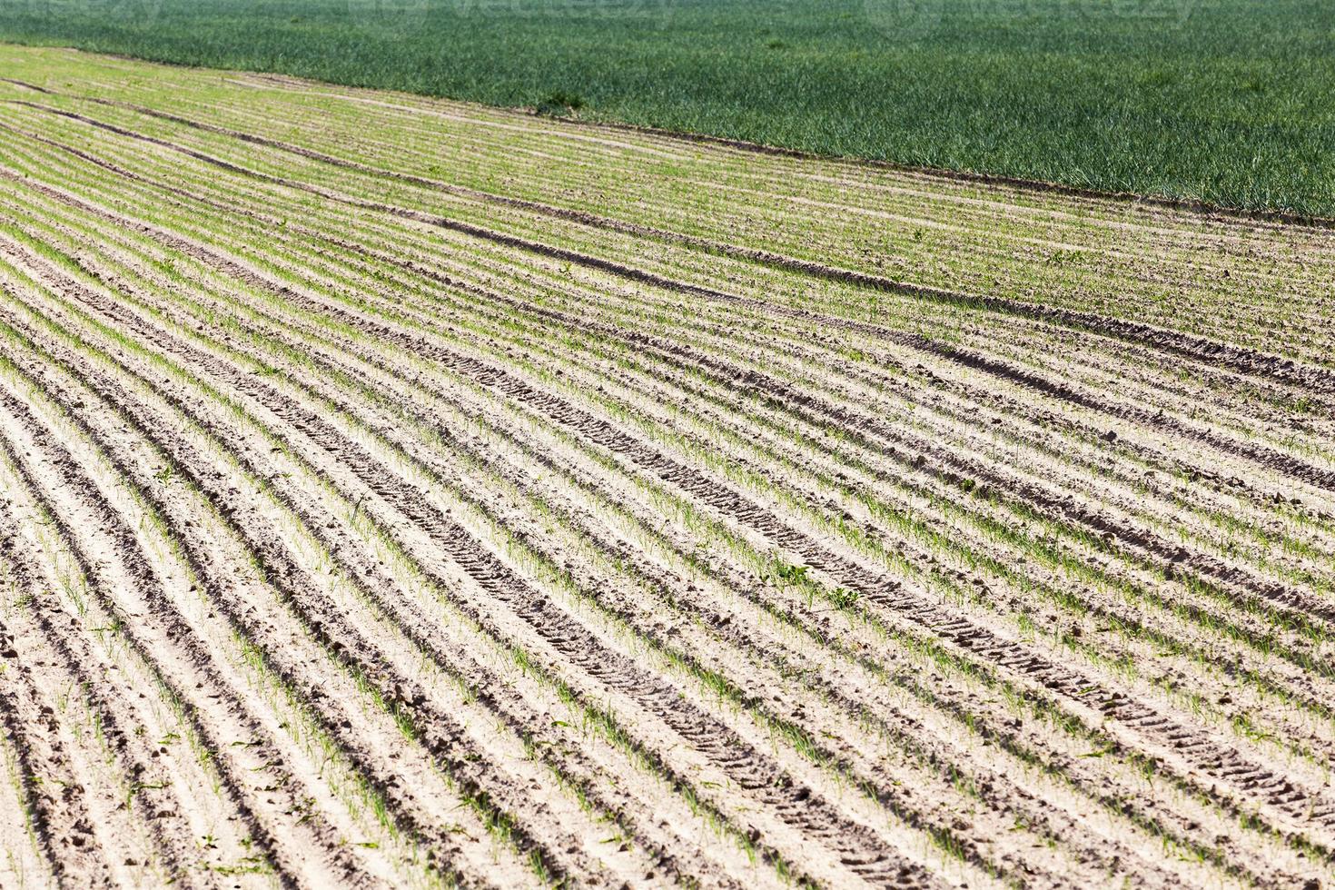 champ agricole avec des oignons photo