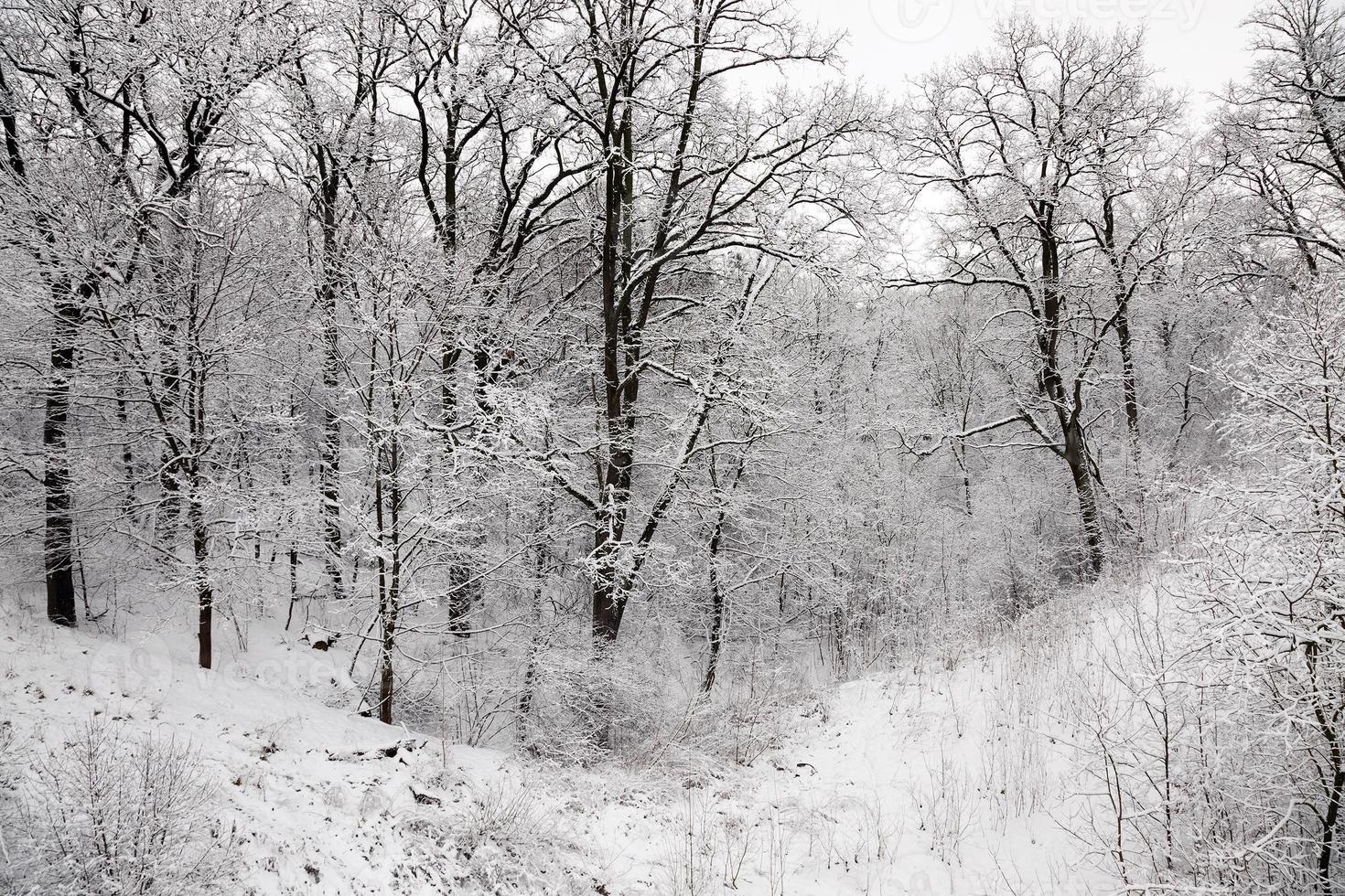 arbres en hiver photo