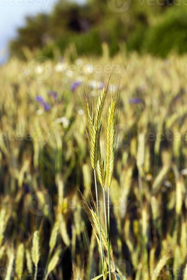 agriculture, l'herbe pousse photo