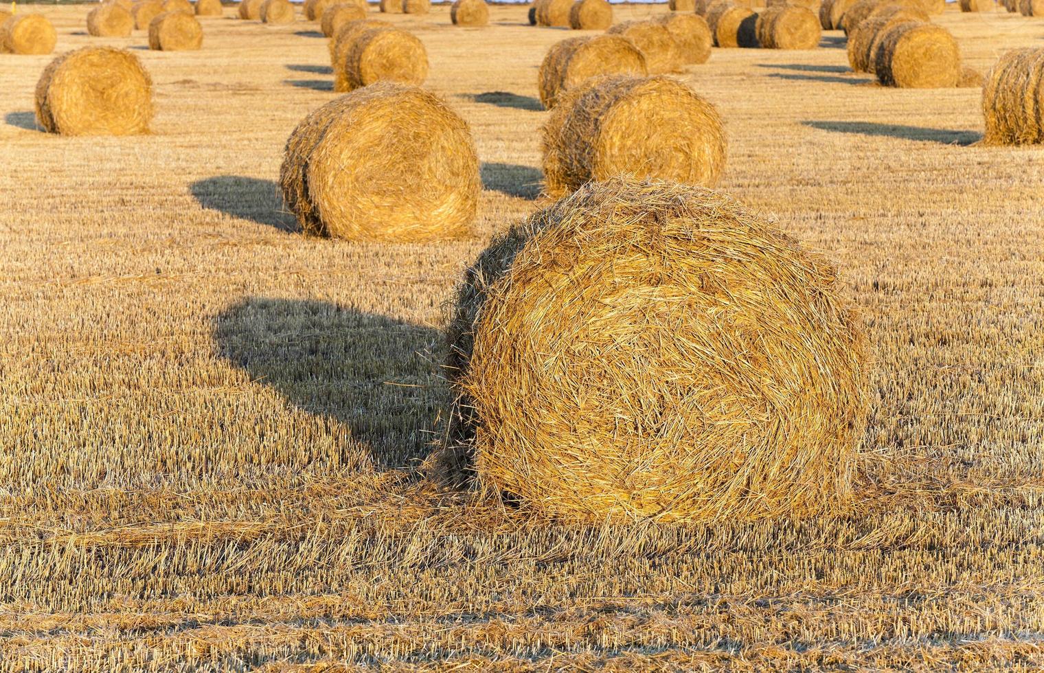 récolte des céréales, agriculture photo