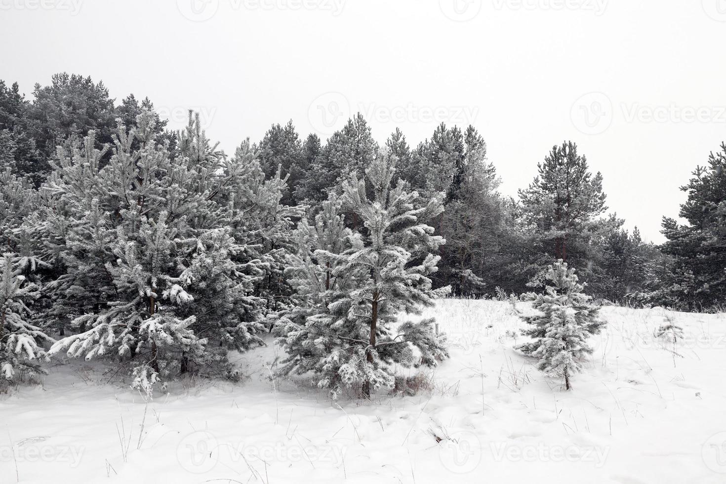 congères de neige en hiver photo