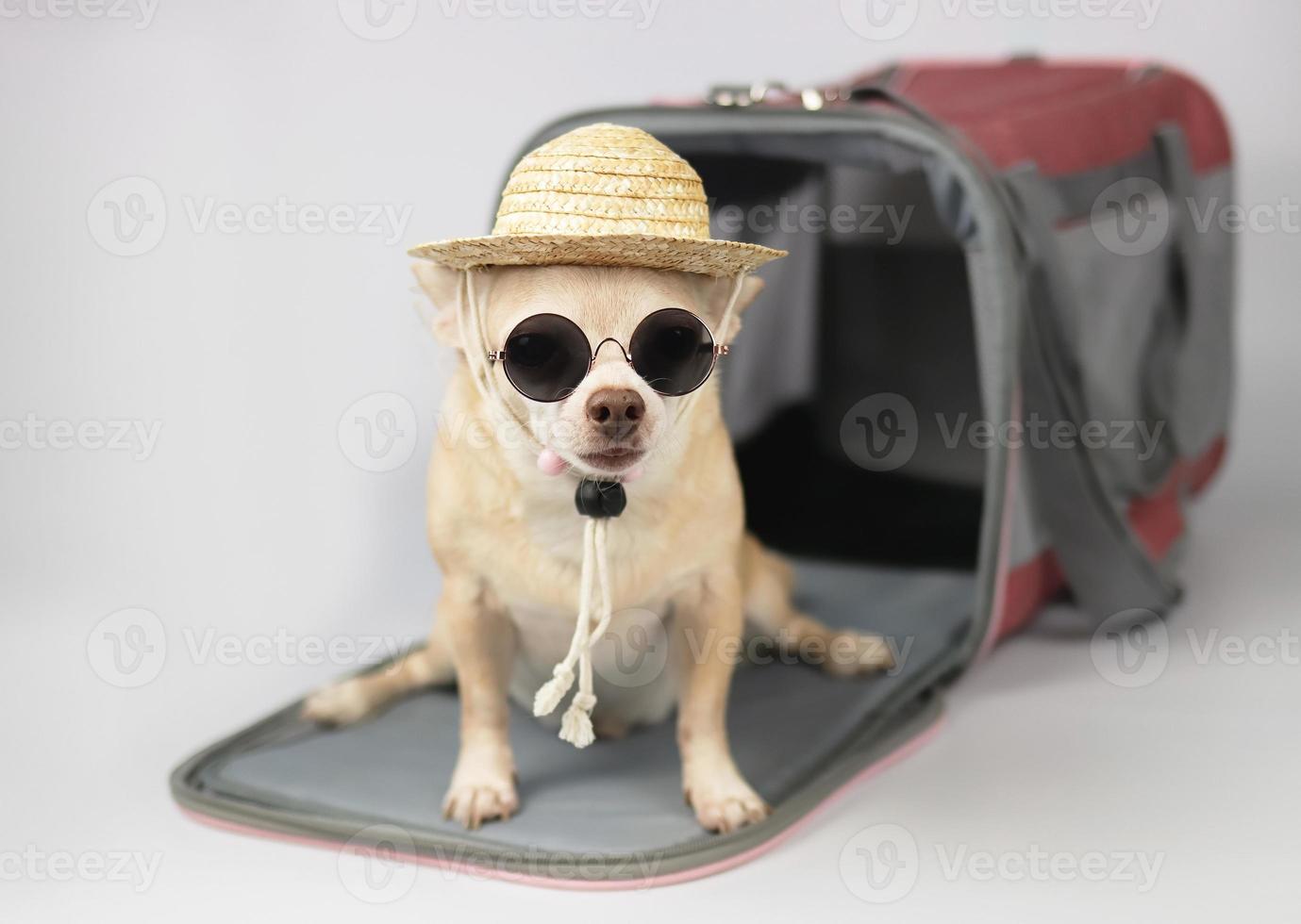 chien chihuahua brun portant des lunettes de soleil et un chapeau de paille assis devant le sac de transport pour animaux de compagnie du voyageur sur fond blanc, regardant la caméra, isolé. voyager en toute sécurité avec des animaux. photo