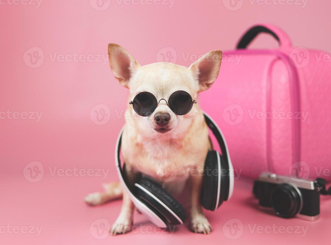 mignon chien chihuahua aux cheveux courts marron portant des lunettes de soleil et des écouteurs autour du cou, assis sur fond rose avec des accessoires de voyage, une valise rose et un appareil photo. photo