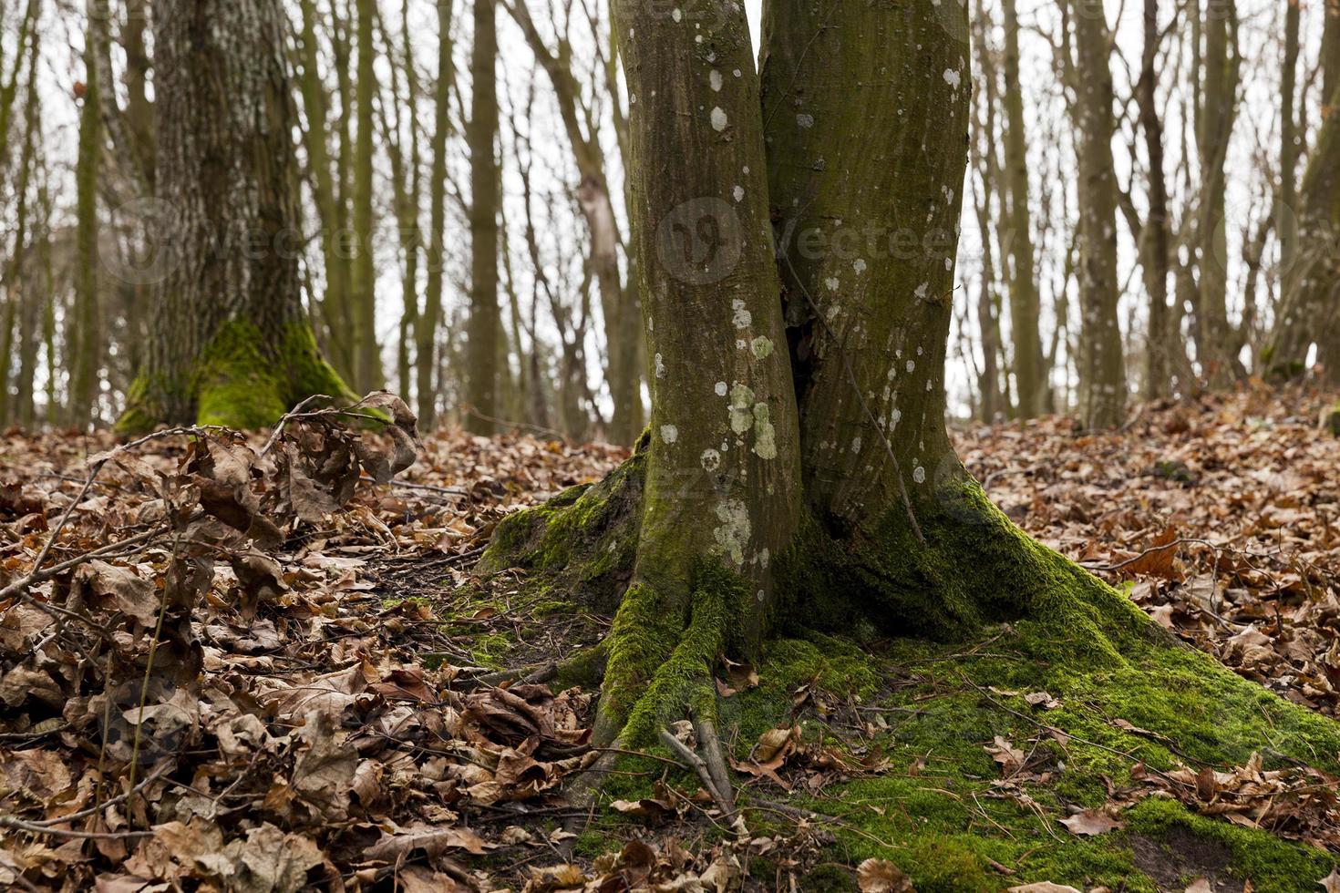 forêt d'érables en automne photo