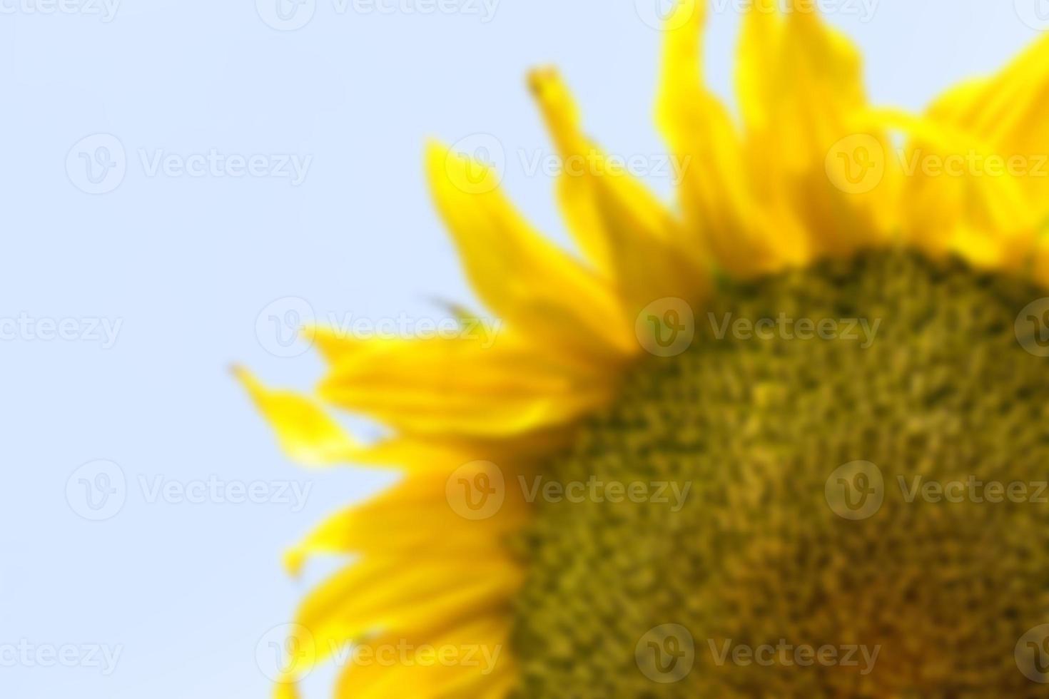 fleur de tournesol, gros plan photo