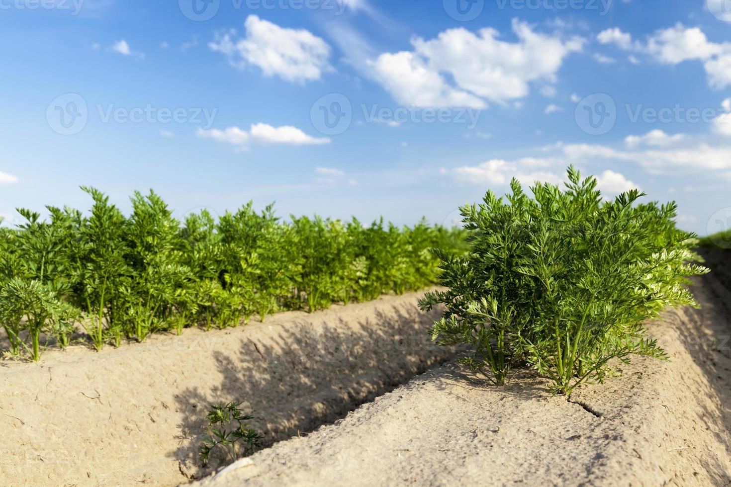 sans ogm, aliments utiles et sûrs photo