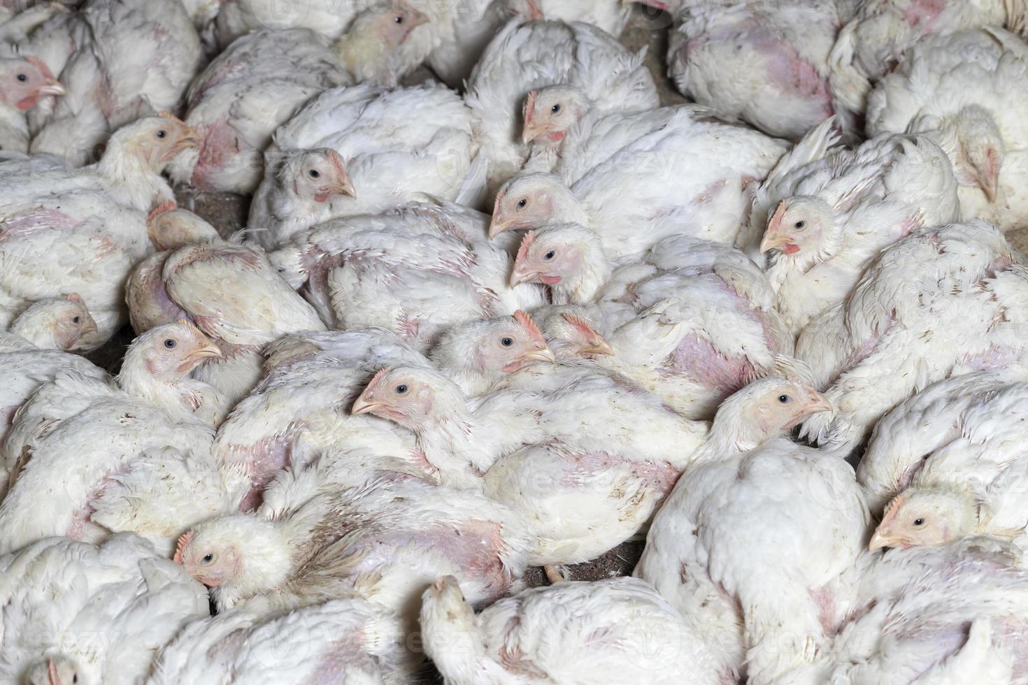 poussins de poulet dans une ferme avicole, gros plan photo