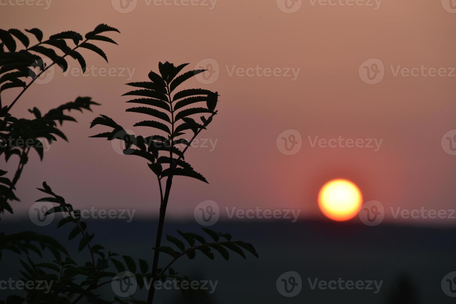 la boule rouge du soleil à l'horizon du coucher du soleil le soir et les branches des arbres. photo