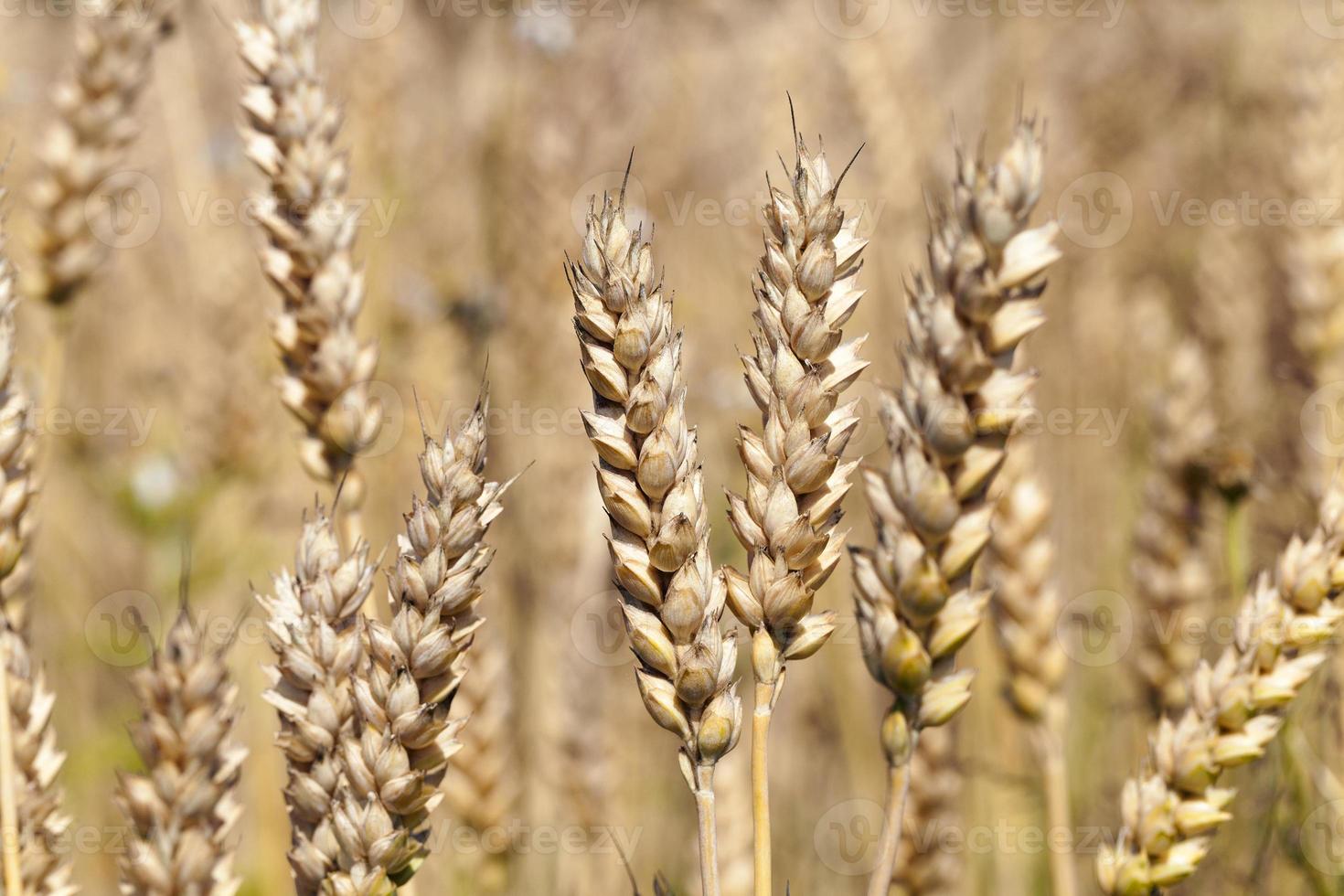 céréales mûres, gros plan photo