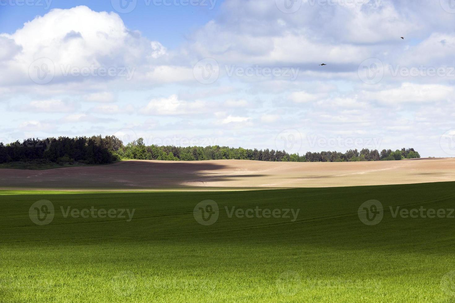 culture de céréales. le printemps photo