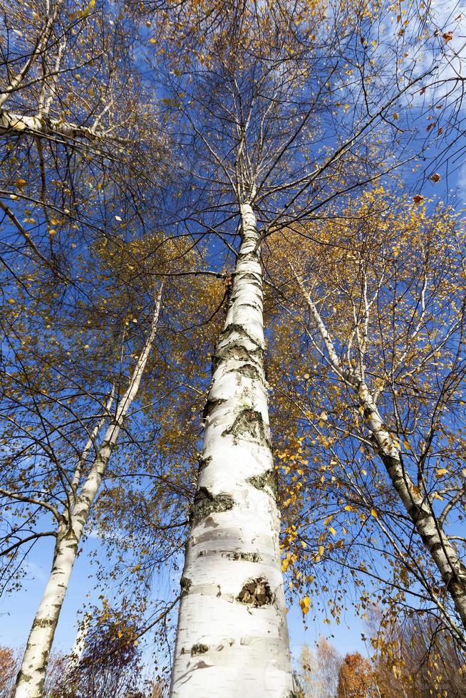 nature d'automne, gros plan photo