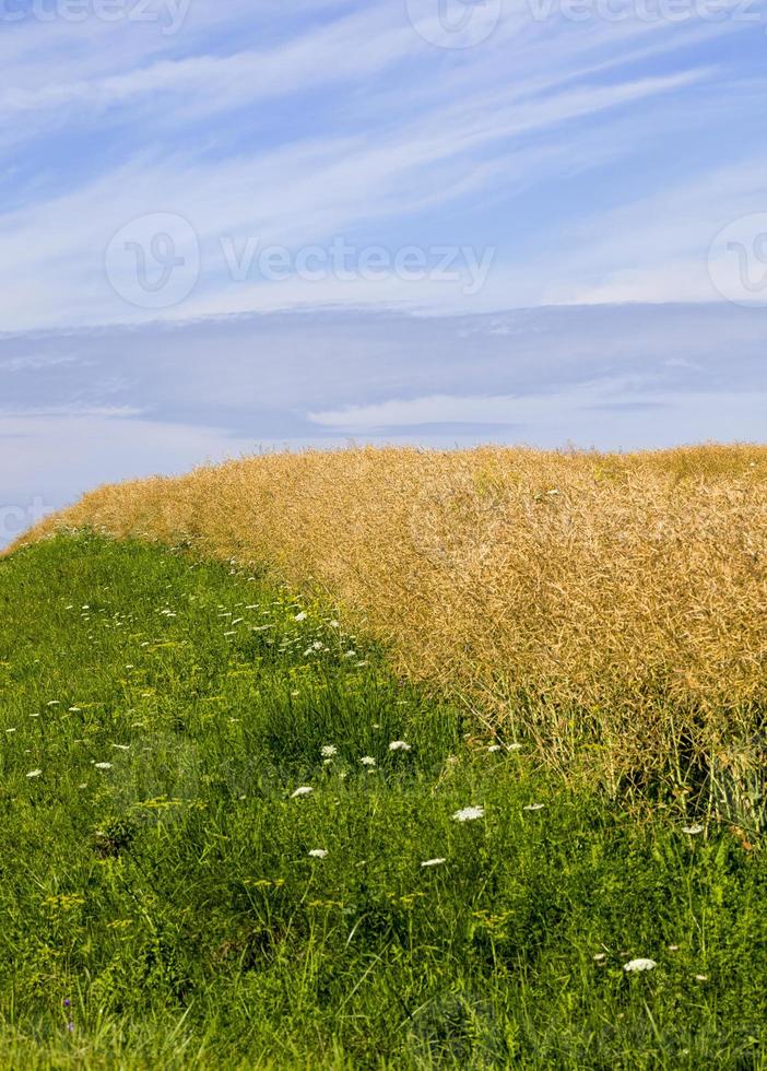 plantes vertes et jaunes photo