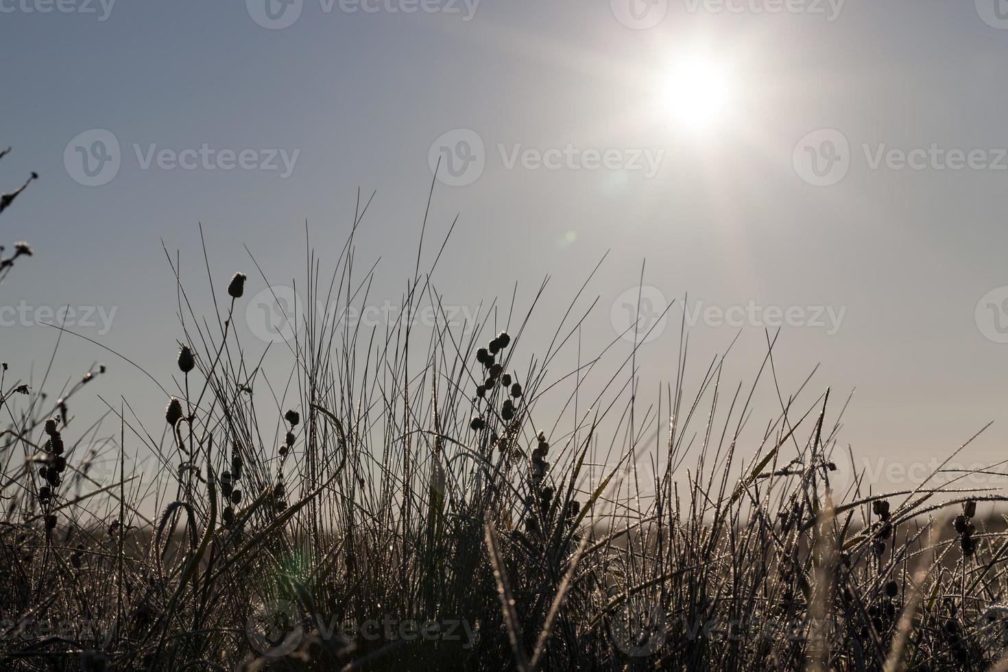 herbe avec cristaux de glace photo