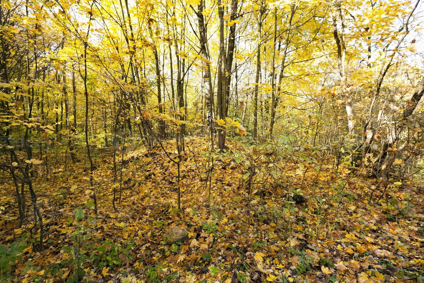 forêt, saison d'automne. photo