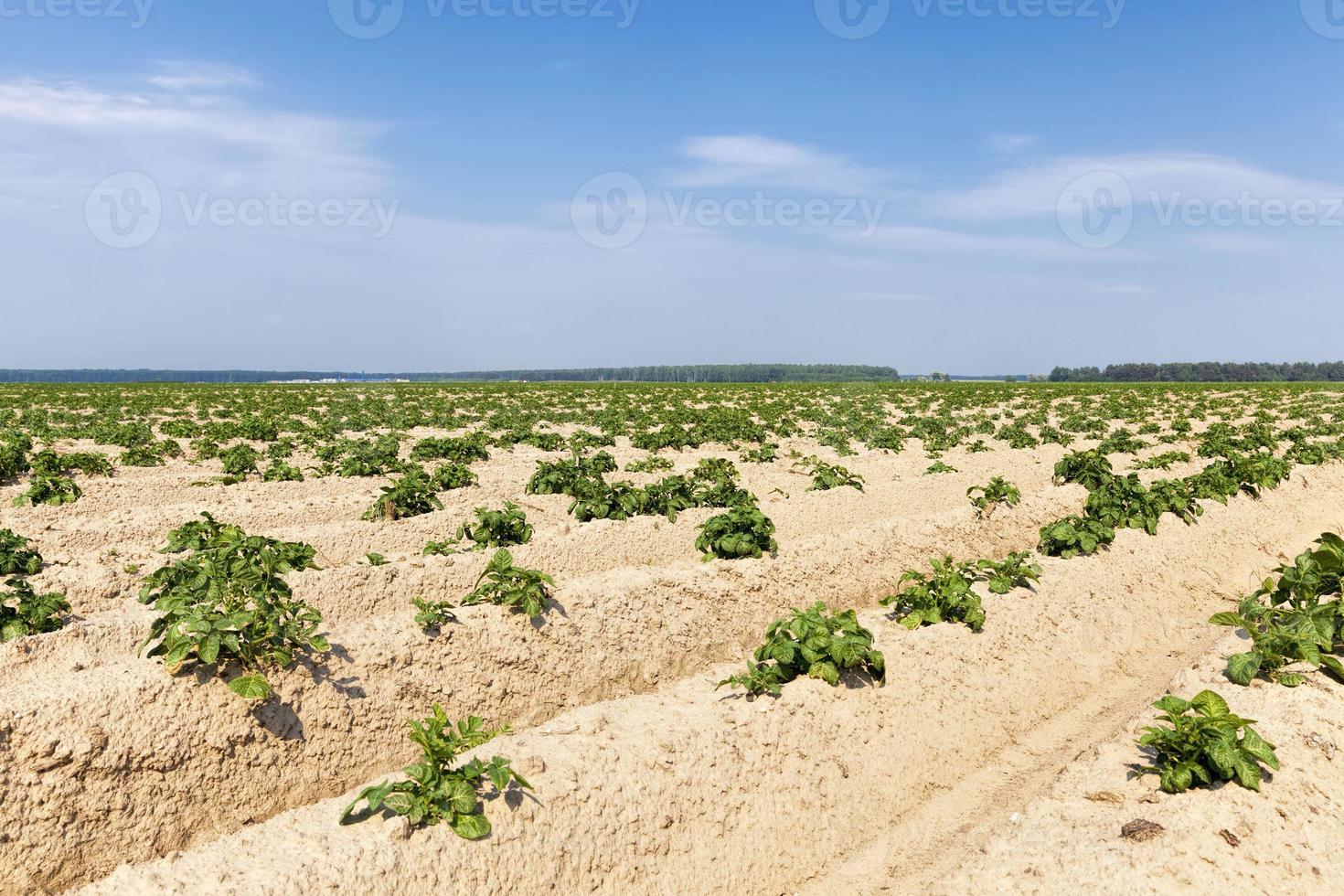 un champ agricole où poussent des pommes de terre photo