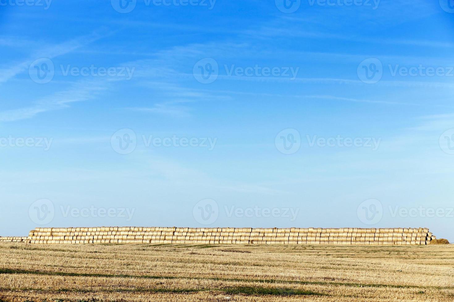 paille après récolte photo