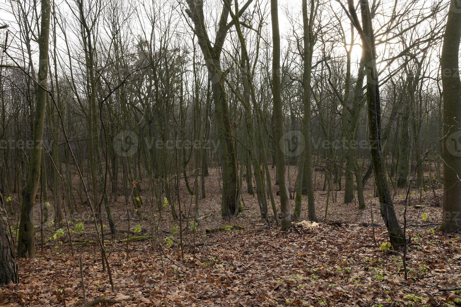 forêt d'érables en automne photo