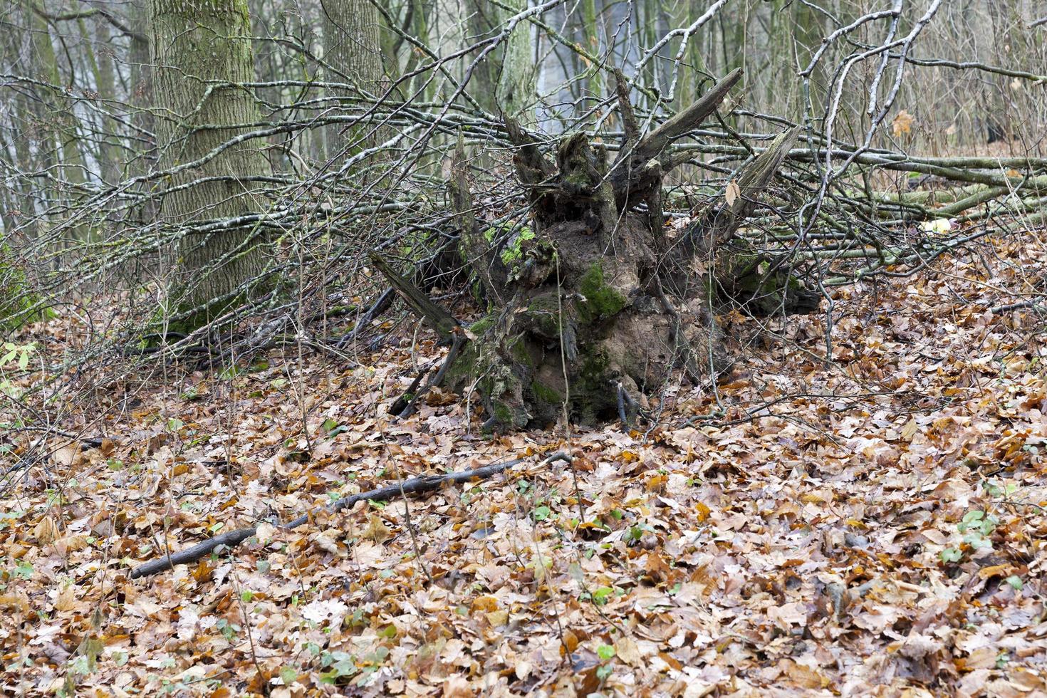 arbres en automne photo