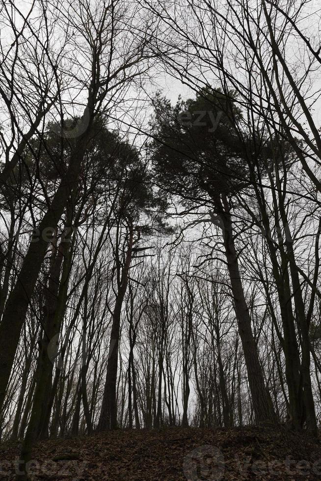 forêt d'érables en automne photo