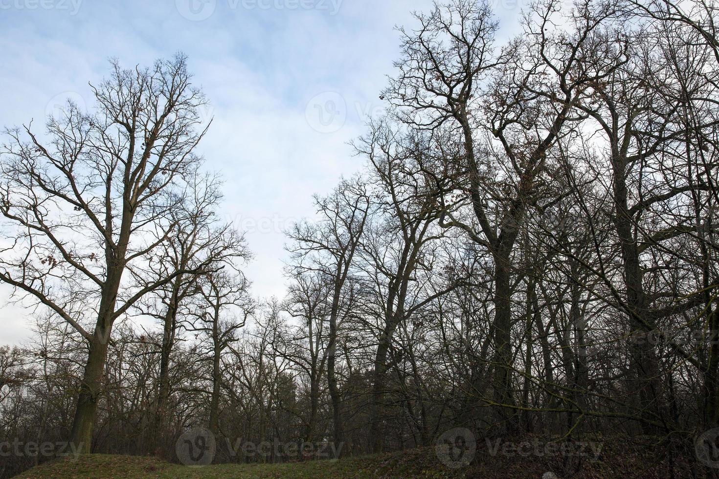 forêt d'érables en automne photo