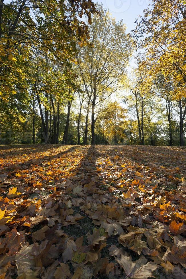 érables jaunis en automne photo