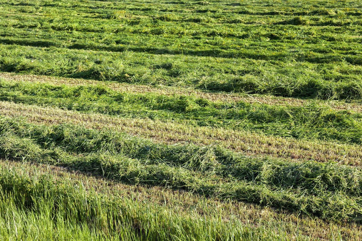 herbe fraîchement tondue photo