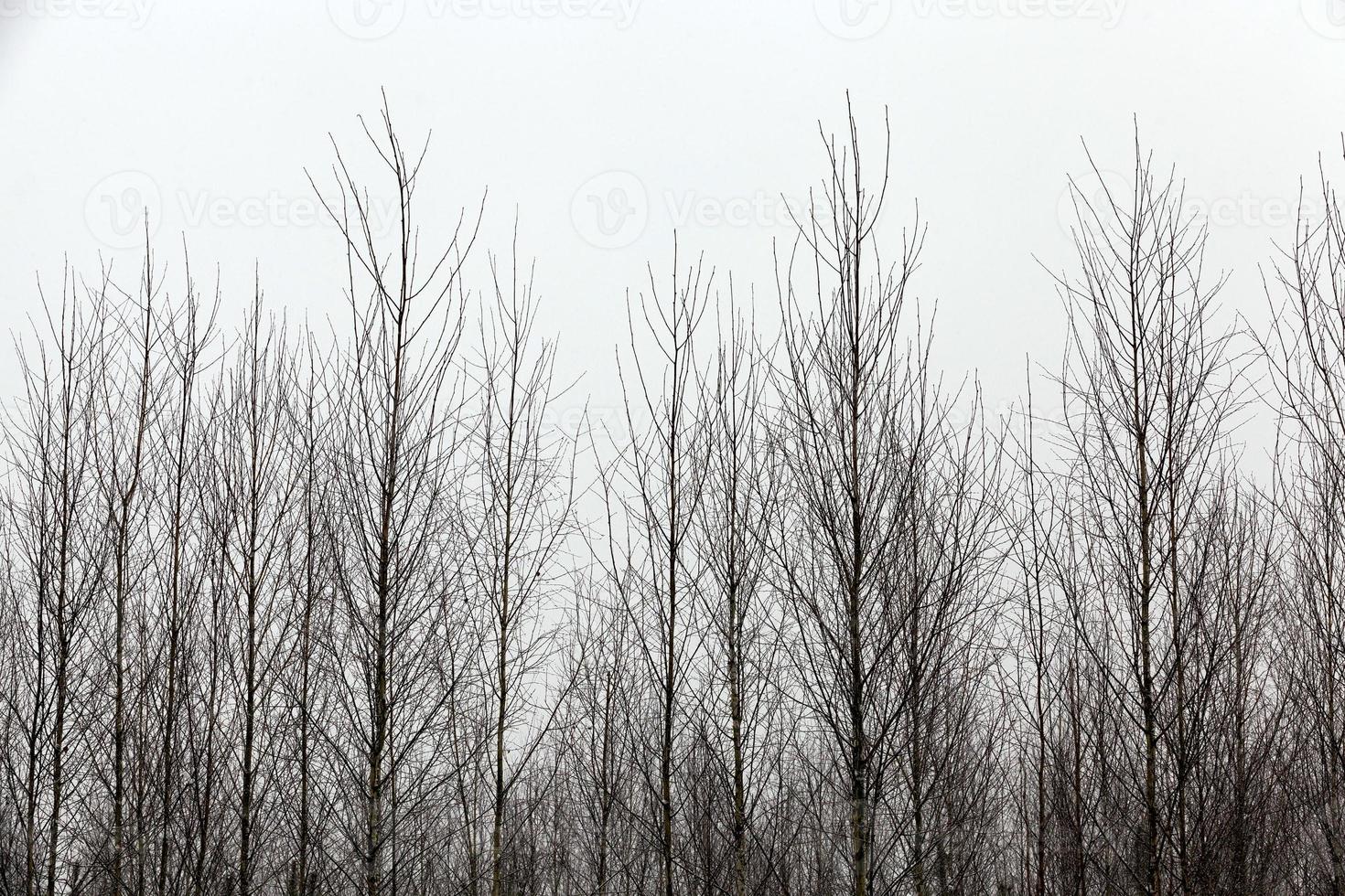 arbres en hiver photo