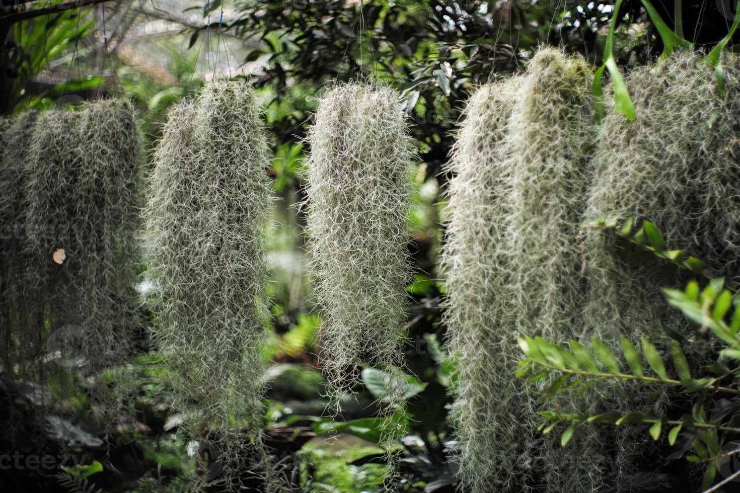 mise au point sélective sur la mousse espagnole pousse dans la poterie suspendue sous le support en acier dans le jardin extérieur photo