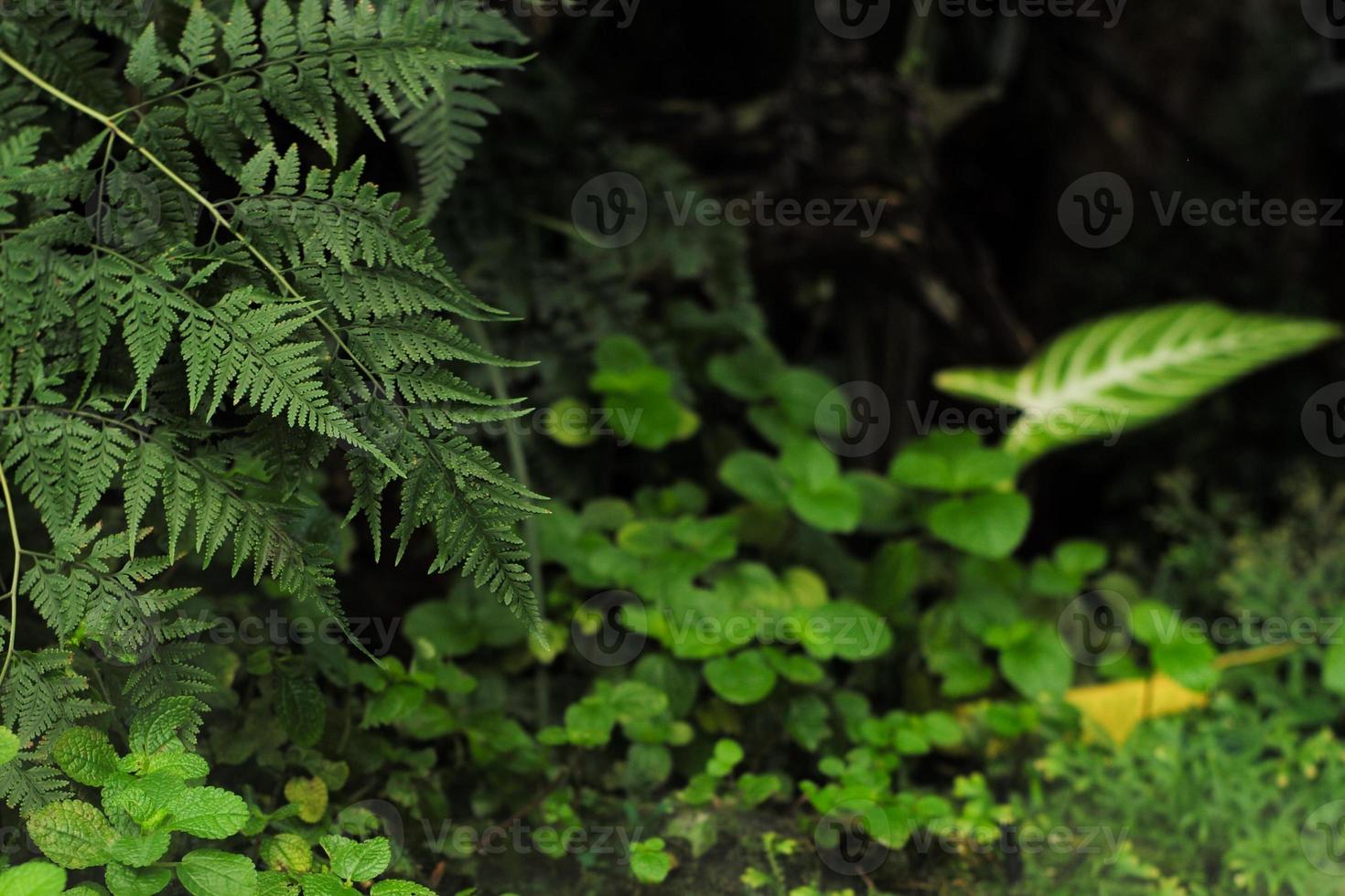 mise au point sélective sur les feuilles de fougère avec des buissons verts défocalisés en arrière-plan photo